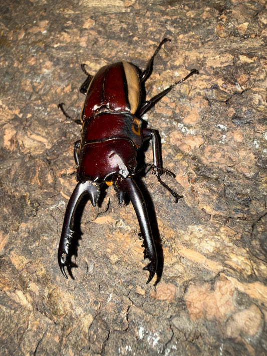 Prosopocoilus bison cinctus (Bison Sawtooth Stag Beetle)