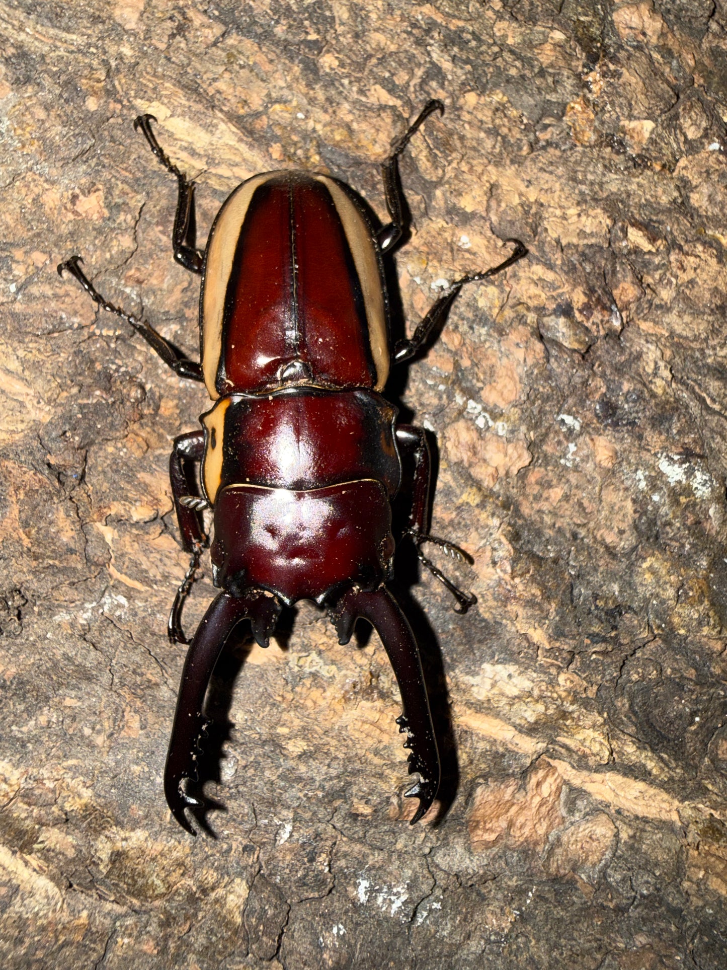 Prosopocoilus bison cinctus (Bison Sawtooth Stag Beetle)