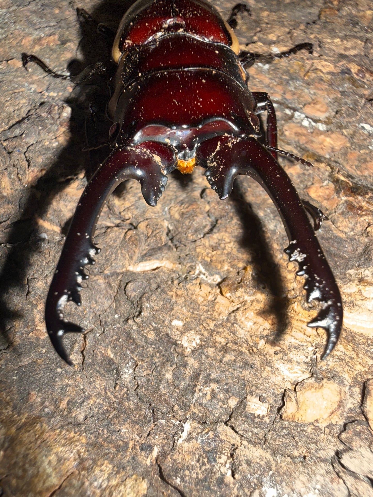 Prosopocoilus bison cinctus (Bison Sawtooth Stag Beetle)