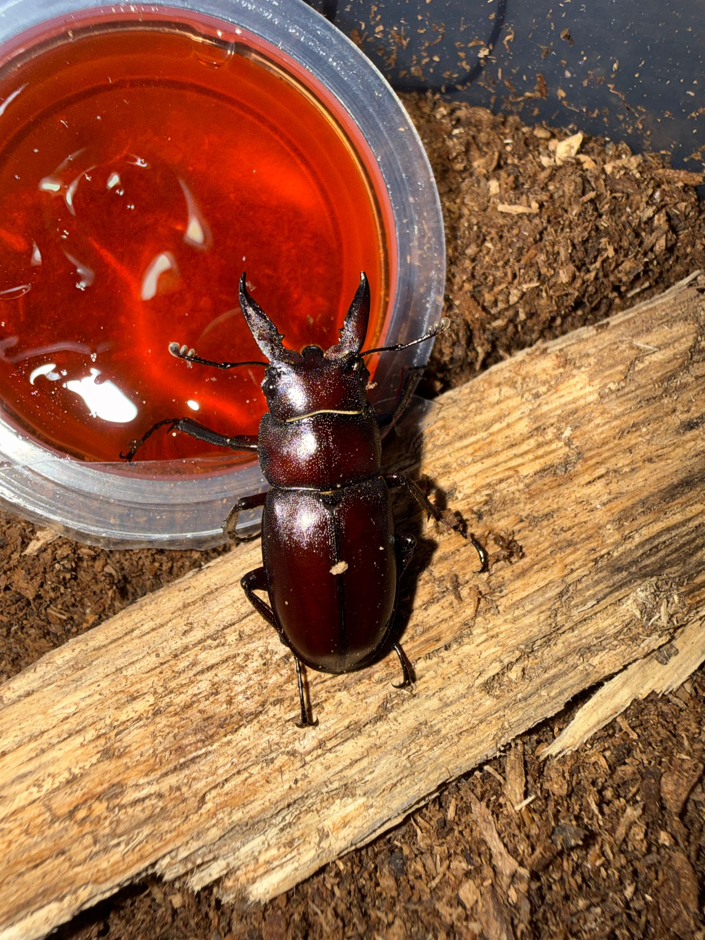 Prosopocoilus Motschulskii adult male