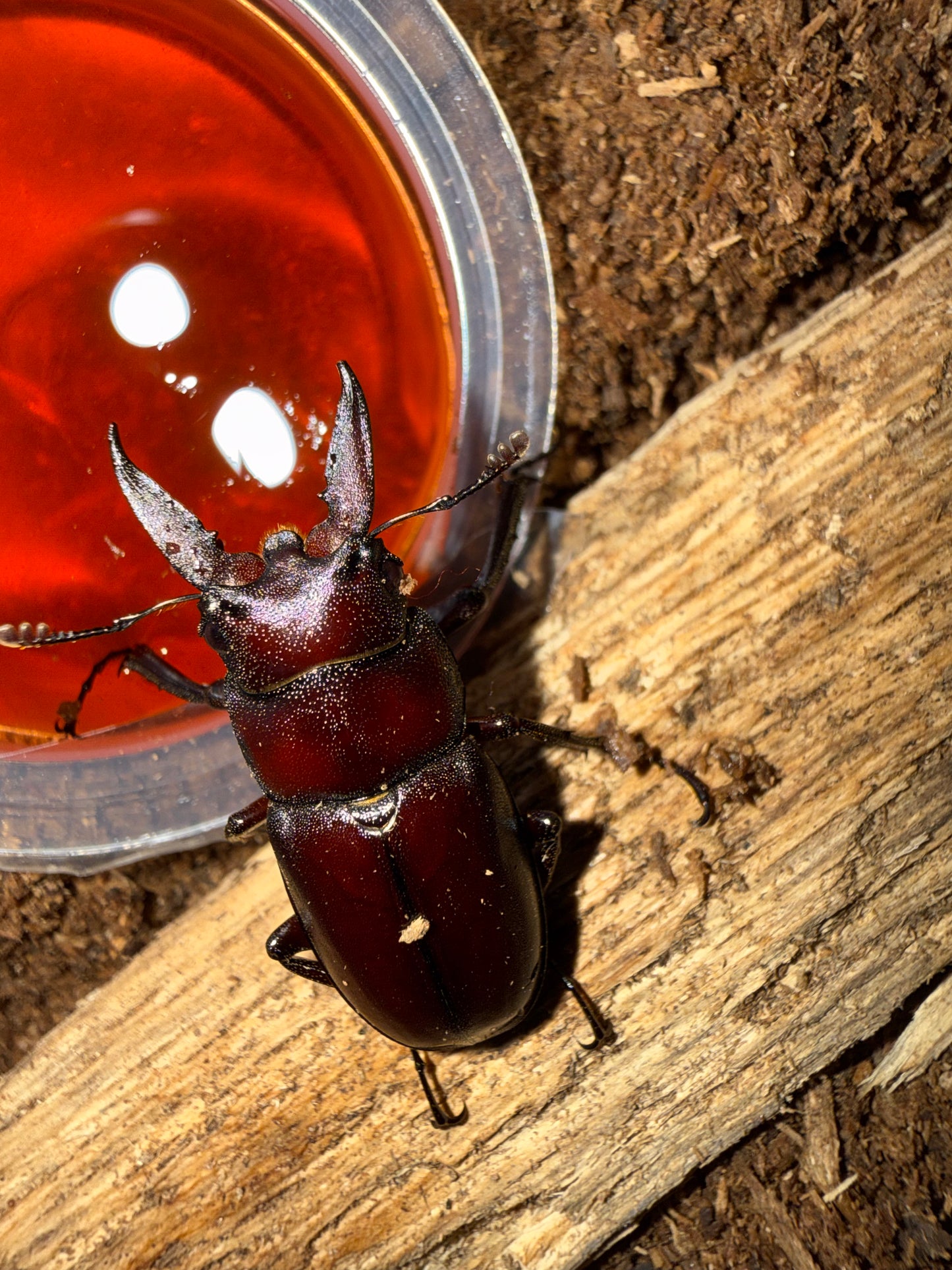 Prosopocoilus Motschulskii adult male