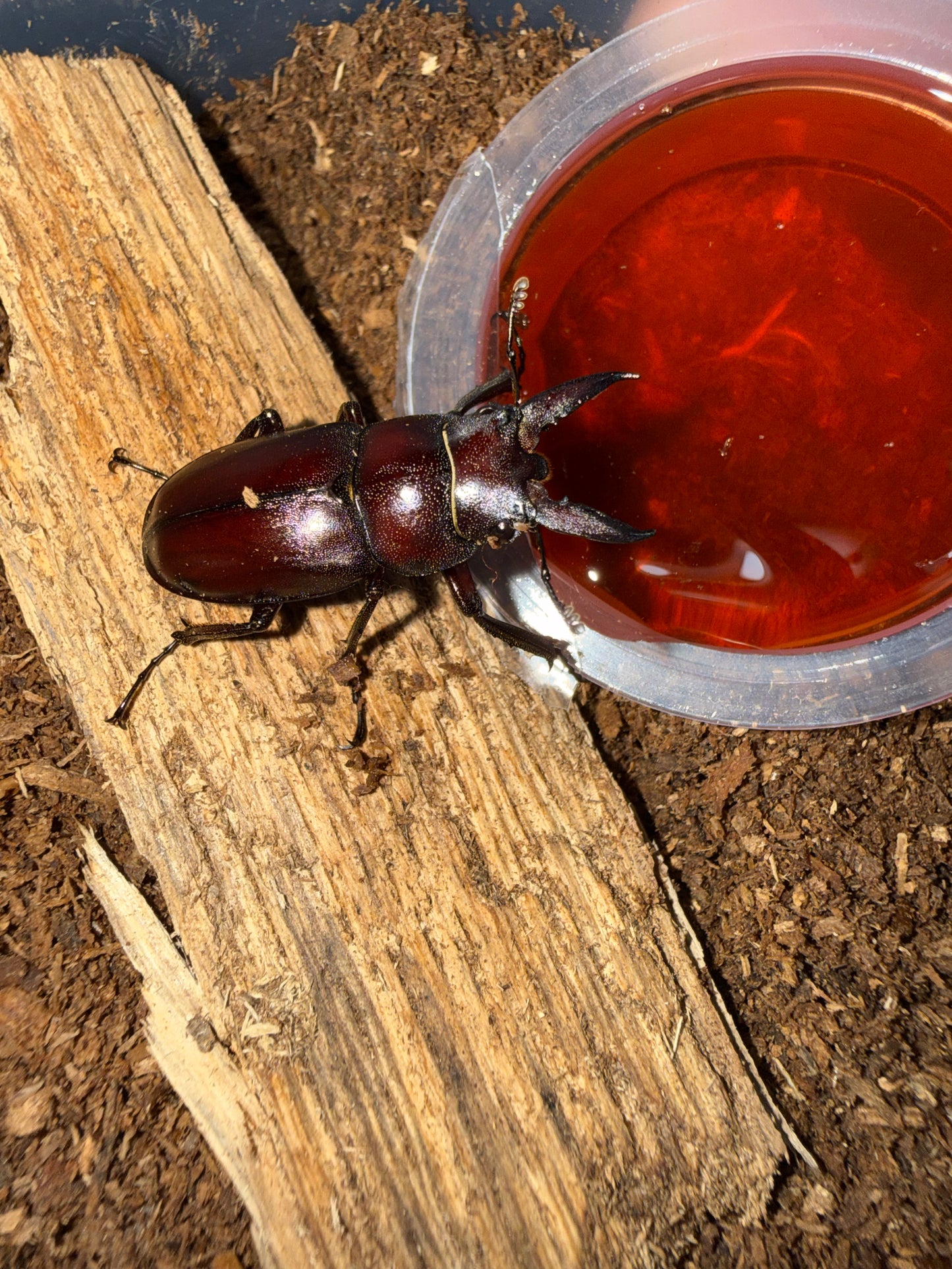 Prosopocoilus Motschulskii adult male