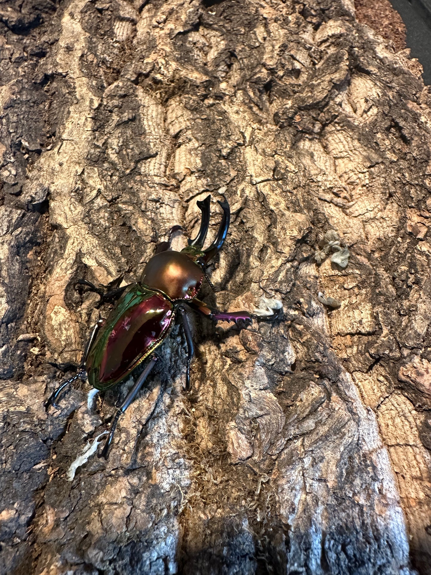 MAJOR male rainbow stag beetle
