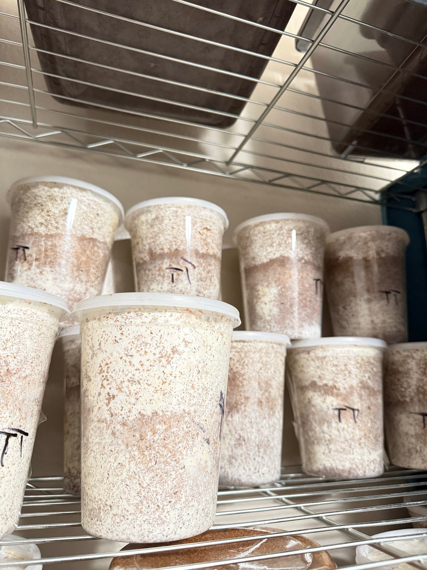 Turkey Tail Kinshi (Kawaratake) 32oz Deli Cup