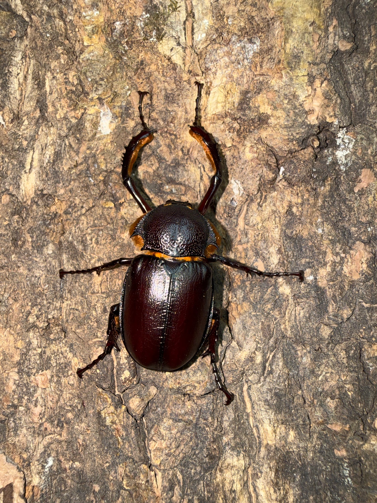 Propomacrus bimucronatus (Turkey Long Arm Beetle) ADULTS