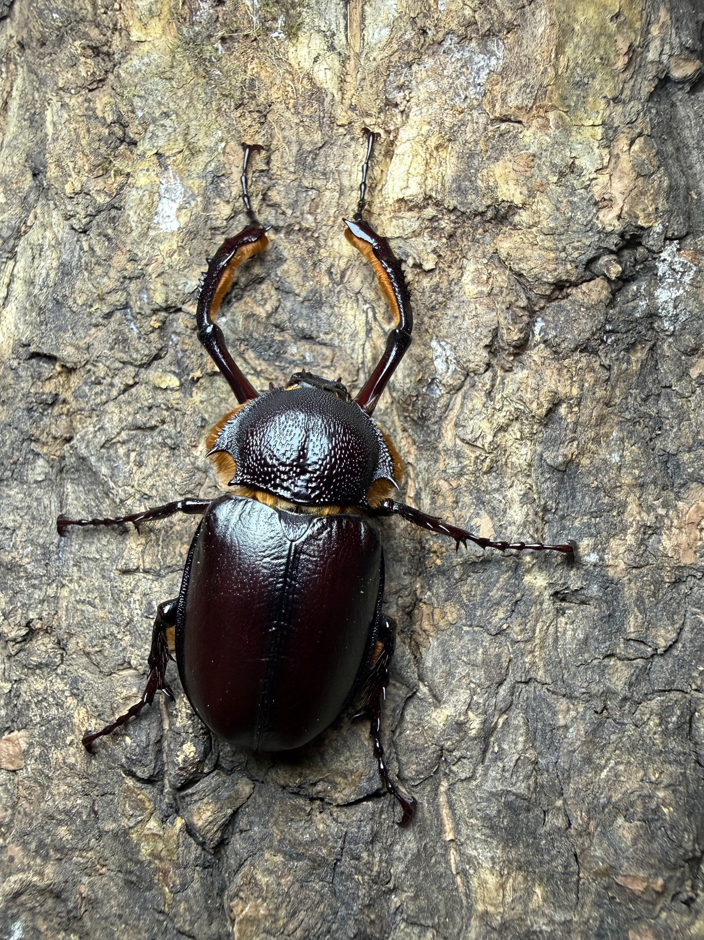 Propomacrus bimucronatus (Turkey Long Arm Beetle) ADULTS