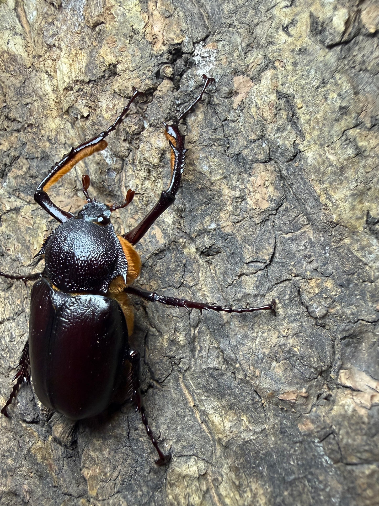Propomacrus bimucronatus (Turkey Long Arm Beetle) ADULTS