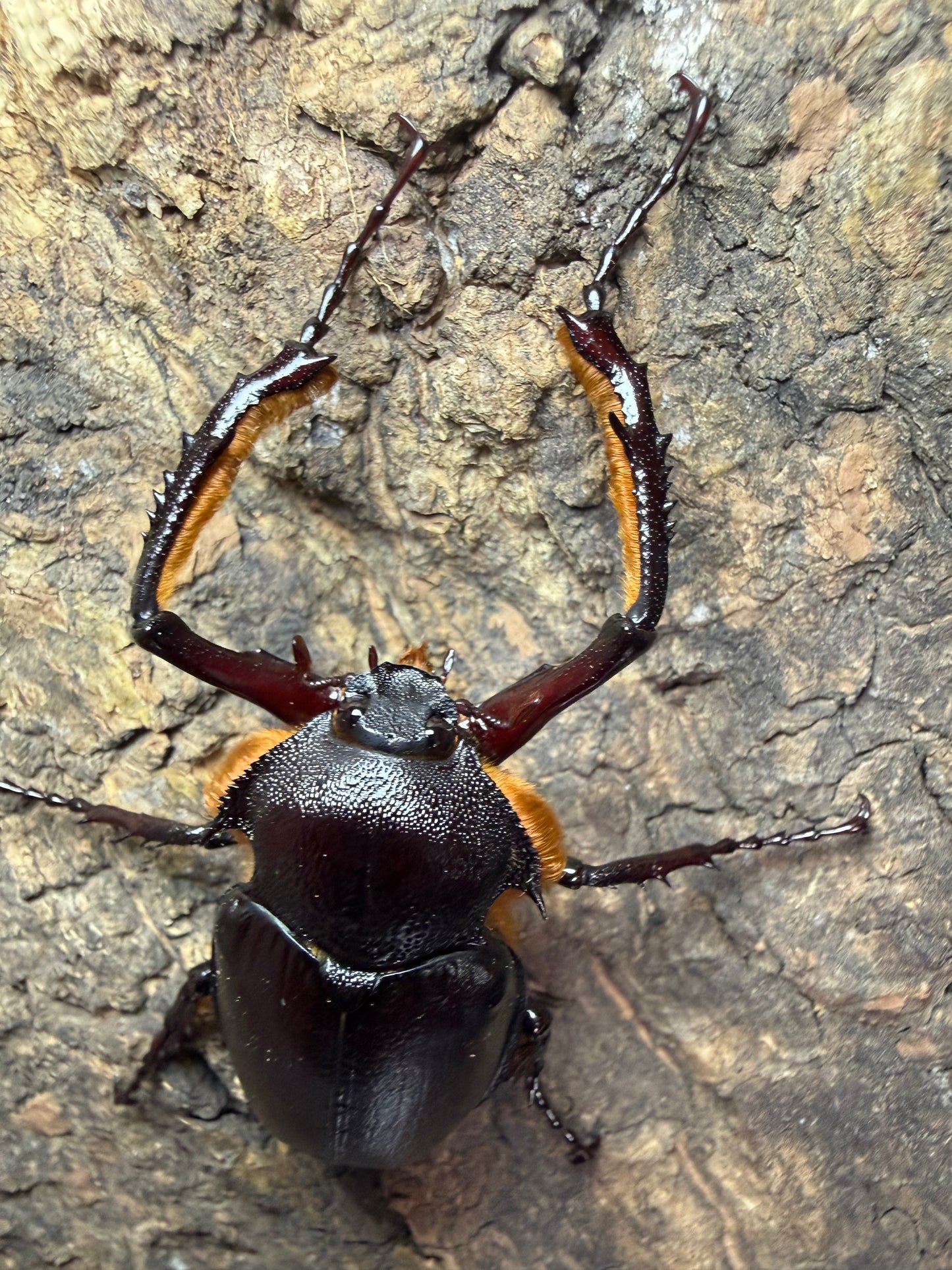 Propomacrus bimucronatus (Turkey Long Arm Beetle) ADULTS