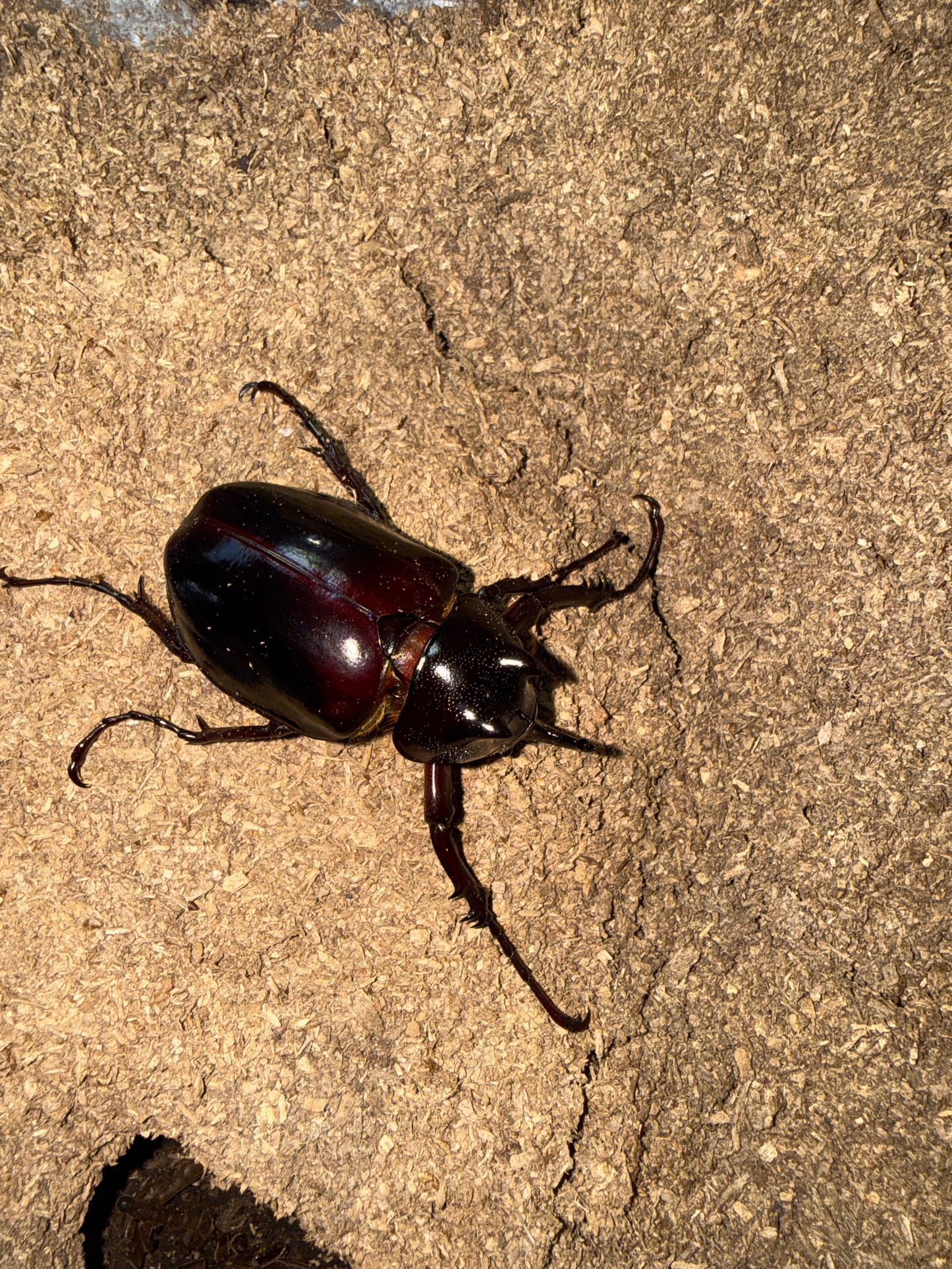 Chalcosoma Chiron B male