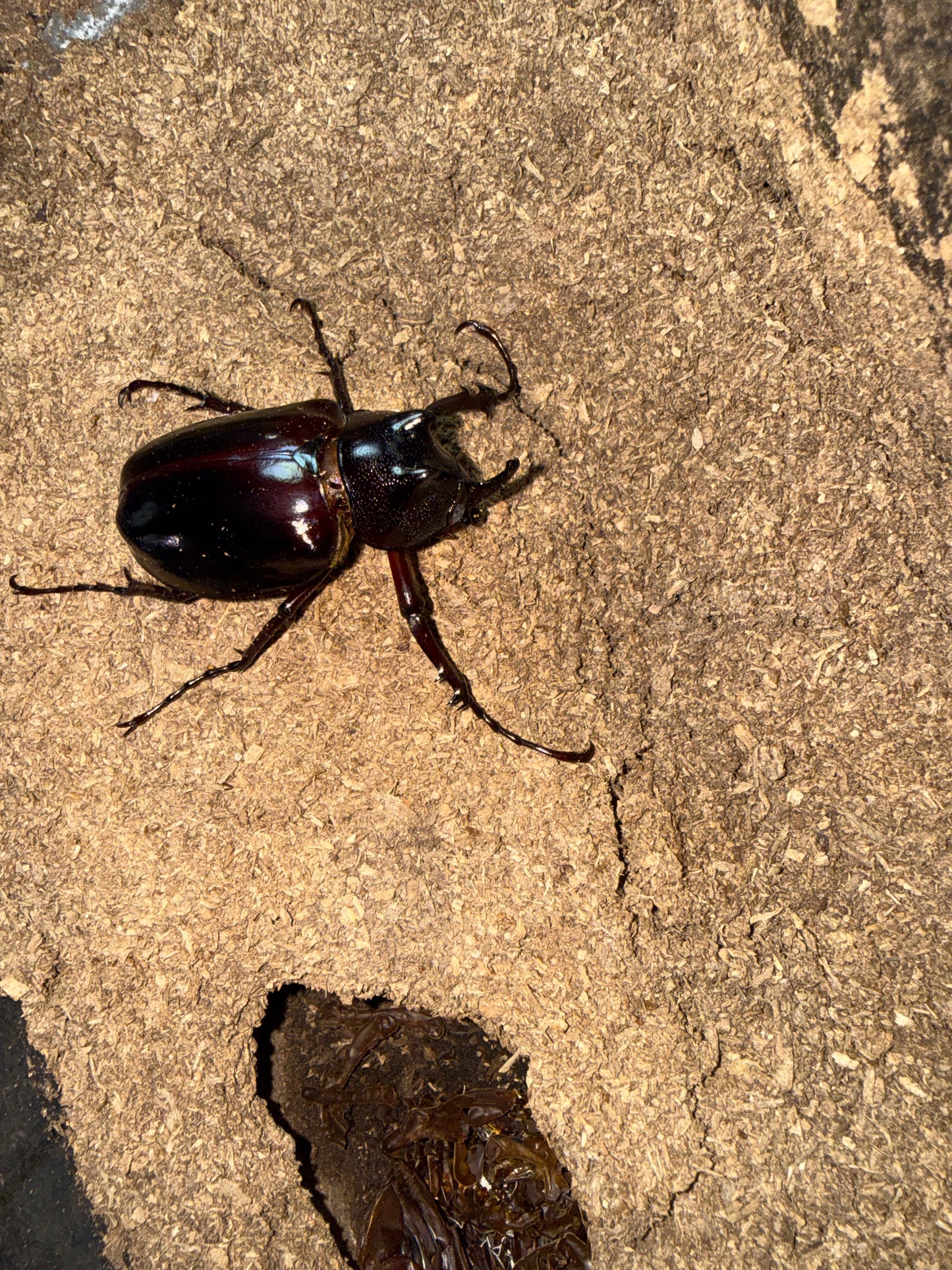 Chalcosoma Chiron B male
