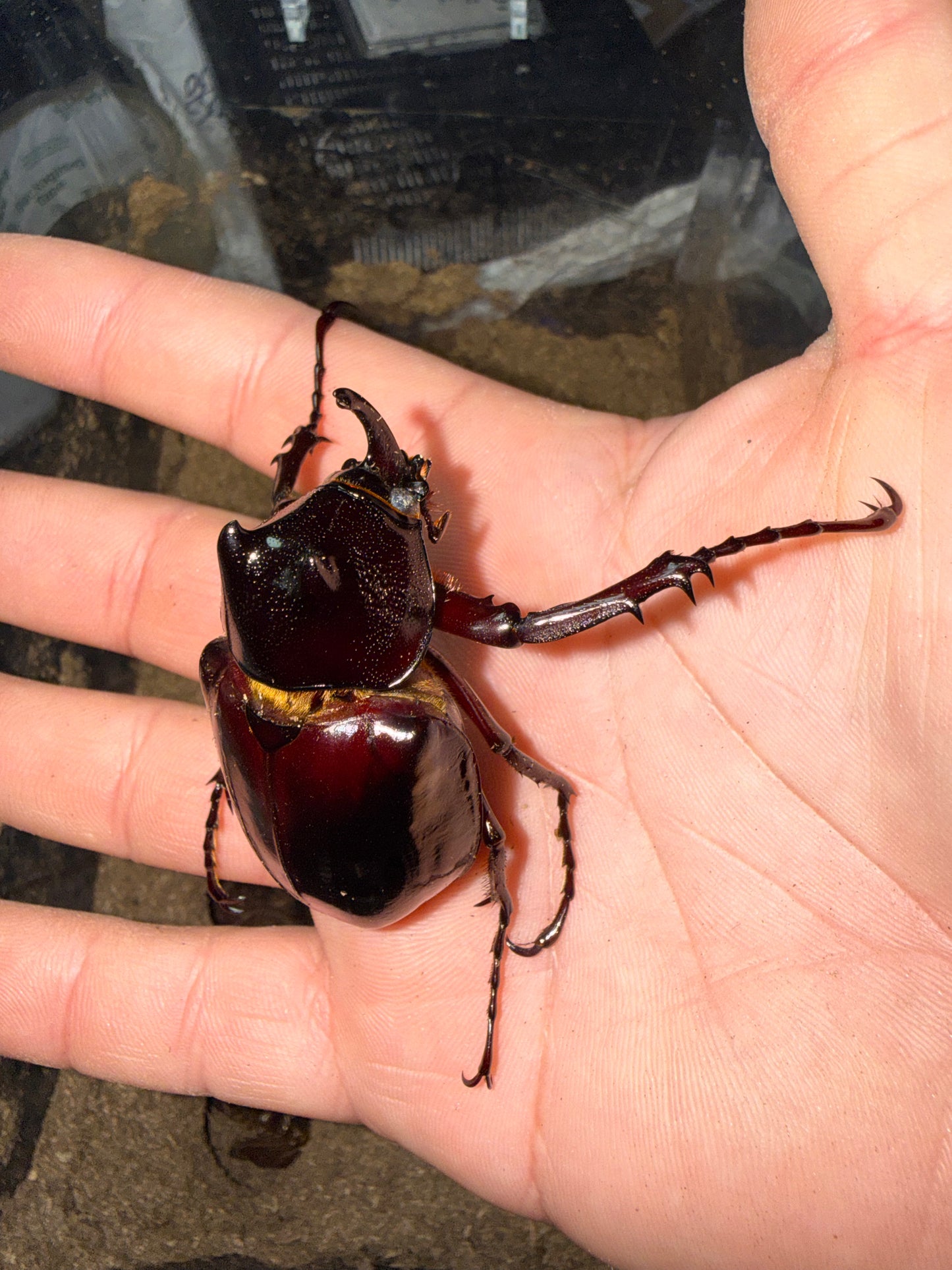 Chalcosoma Chiron B male