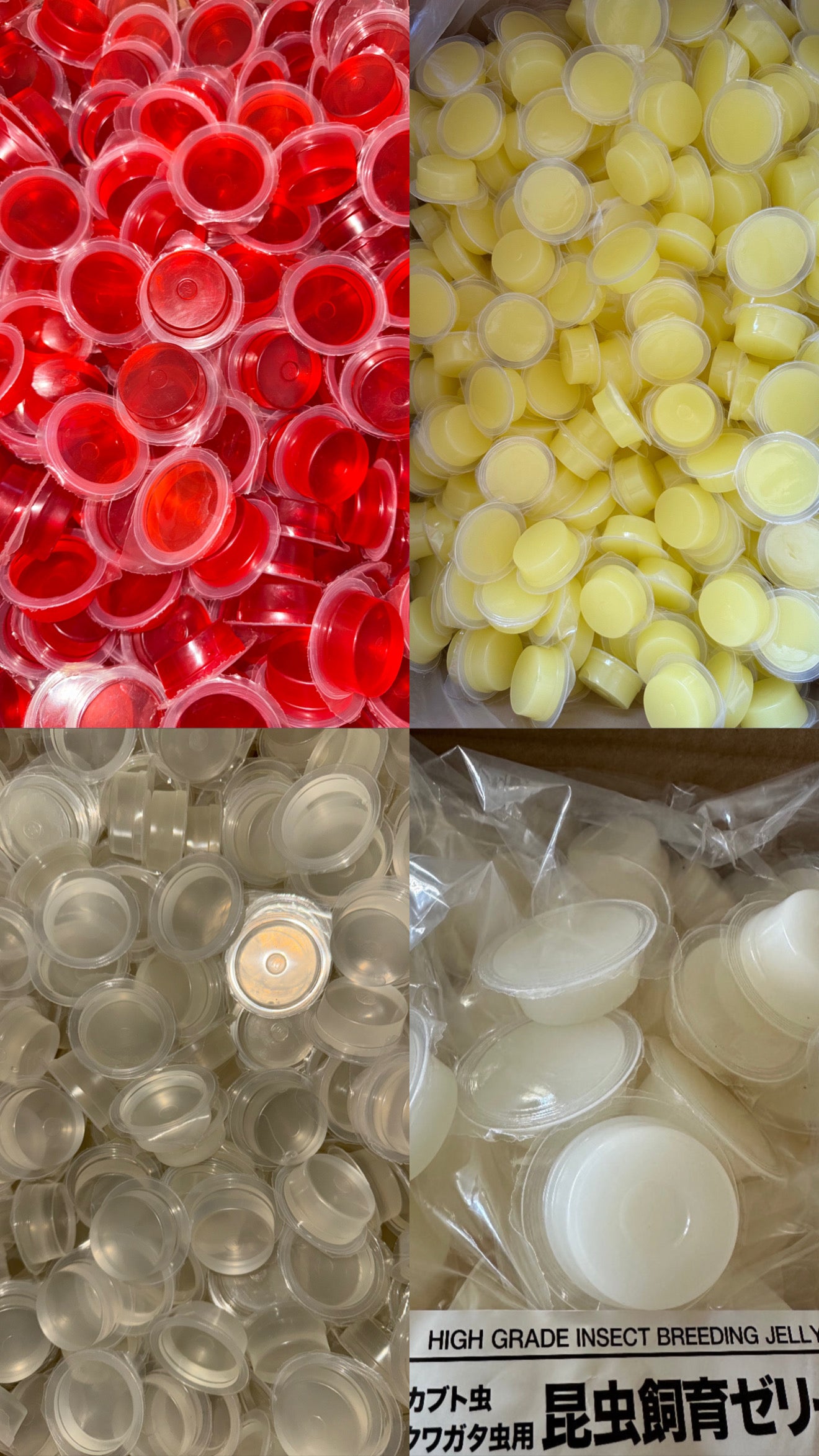 100 HIGH GRADE BEETLE JELLY WIDE CUP (FREE SHIPPING)