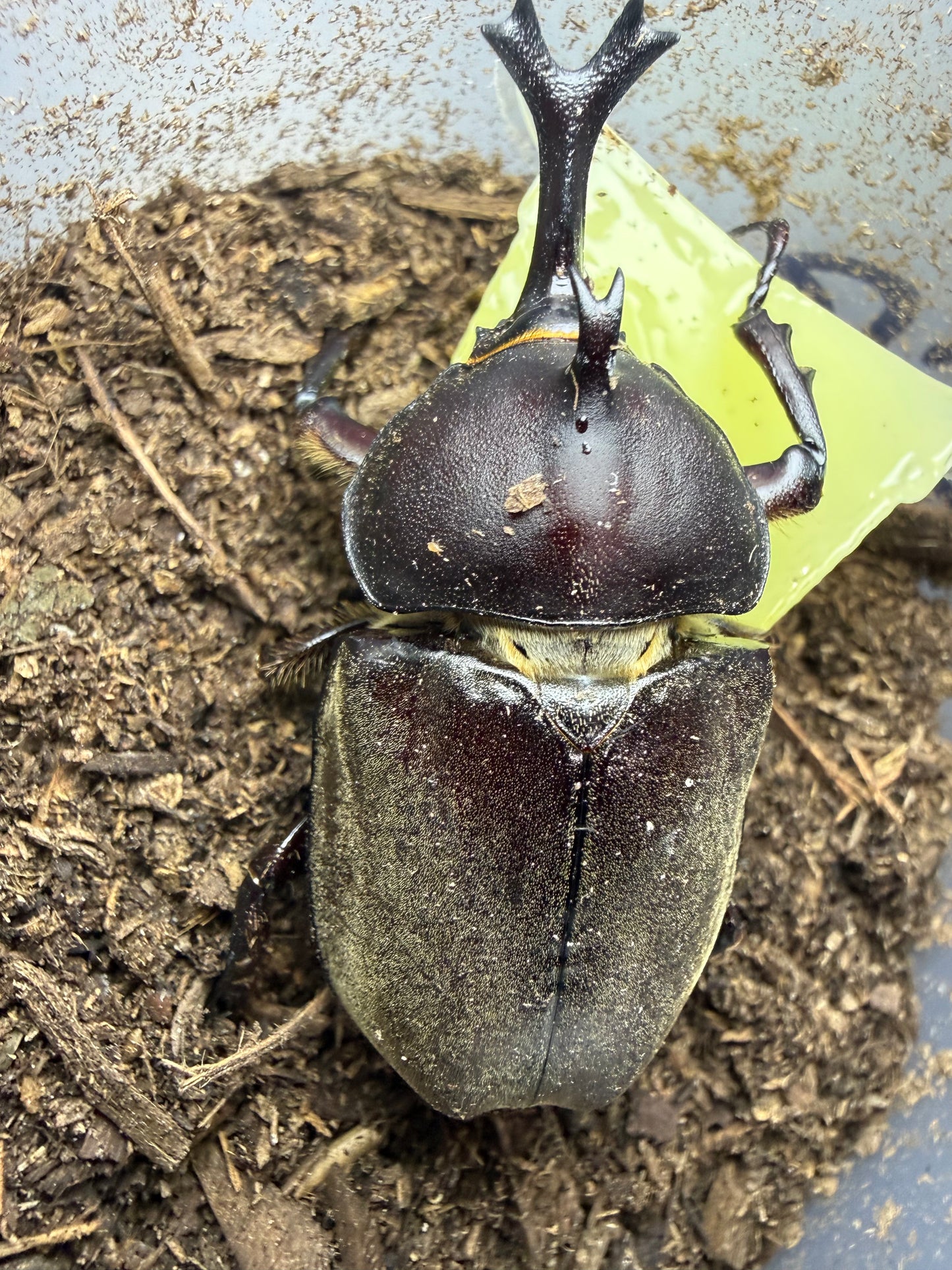 Trypoxylus dichotomus tsunobosonu (Taiwan Rhino Beetle) ADULTS