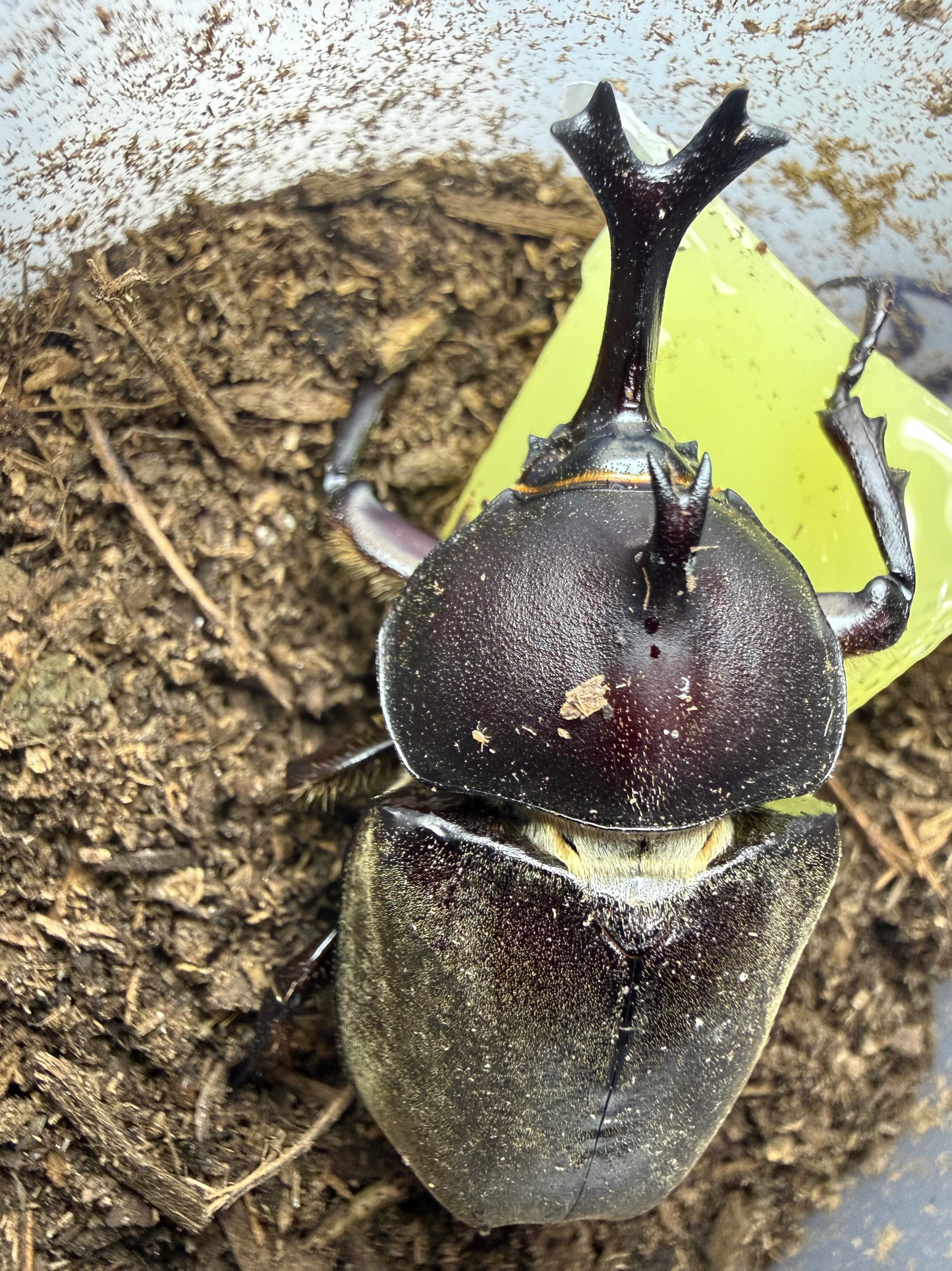 Trypoxylus dichotomus tsunobosonu (Taiwan Rhino Beetle) ADULTS