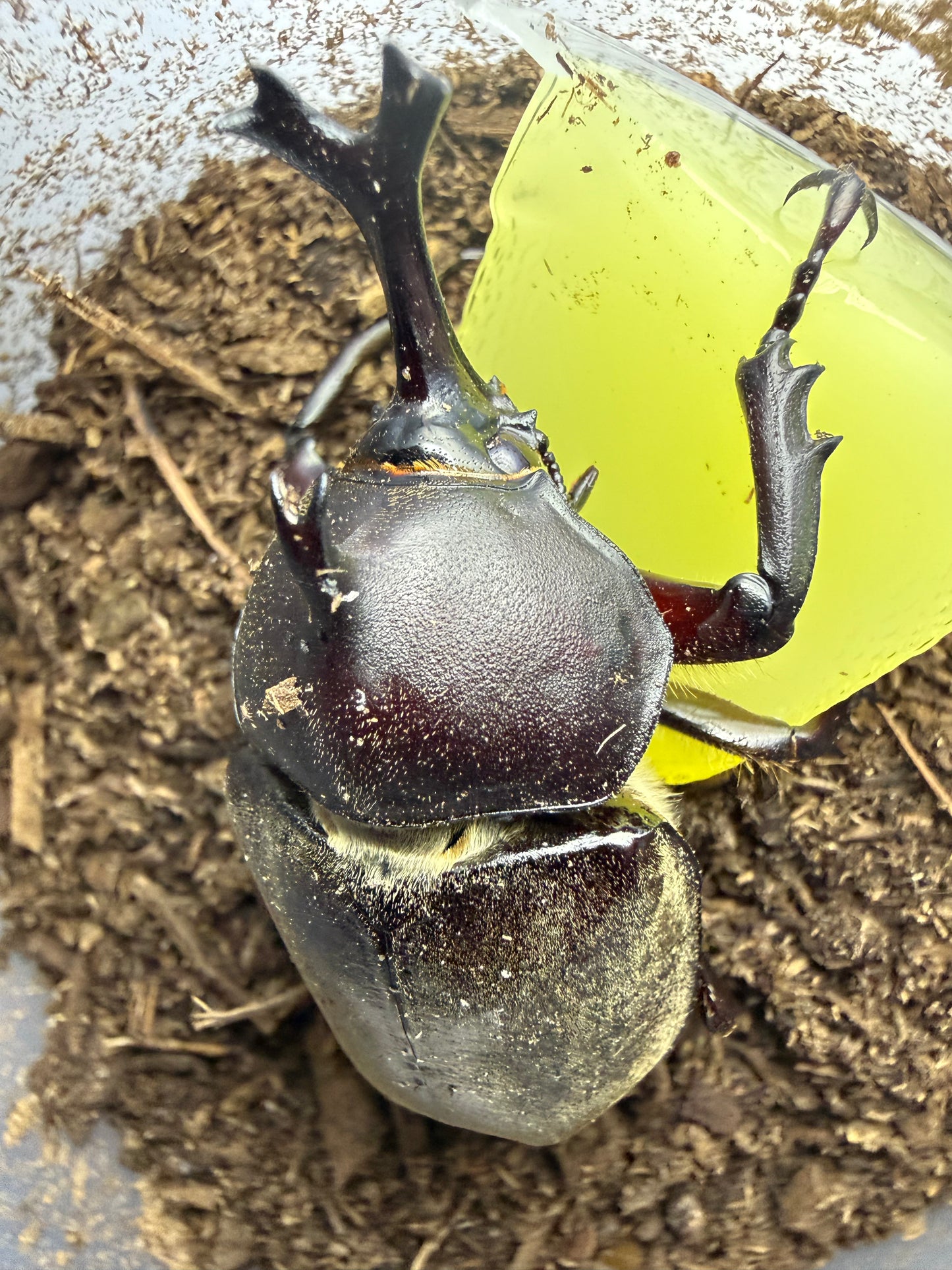 Trypoxylus dichotomus tsunobosonu (Taiwan Rhino Beetle) ADULTS