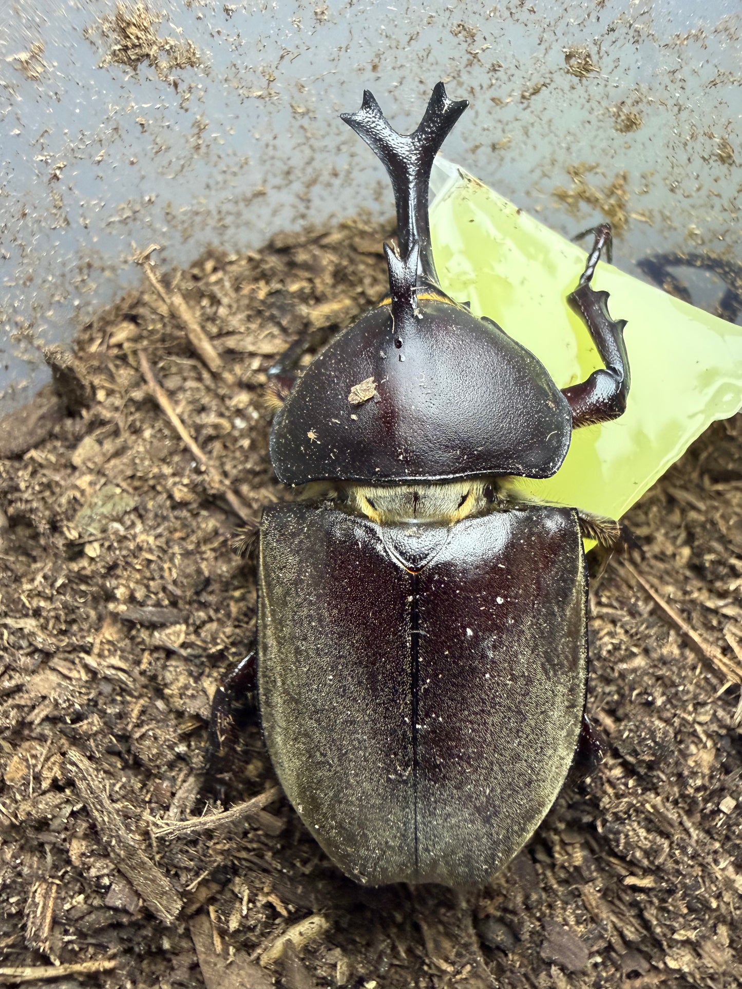 Trypoxylus dichotomus tsunobosonu (Taiwan Rhino Beetle) ADULTS