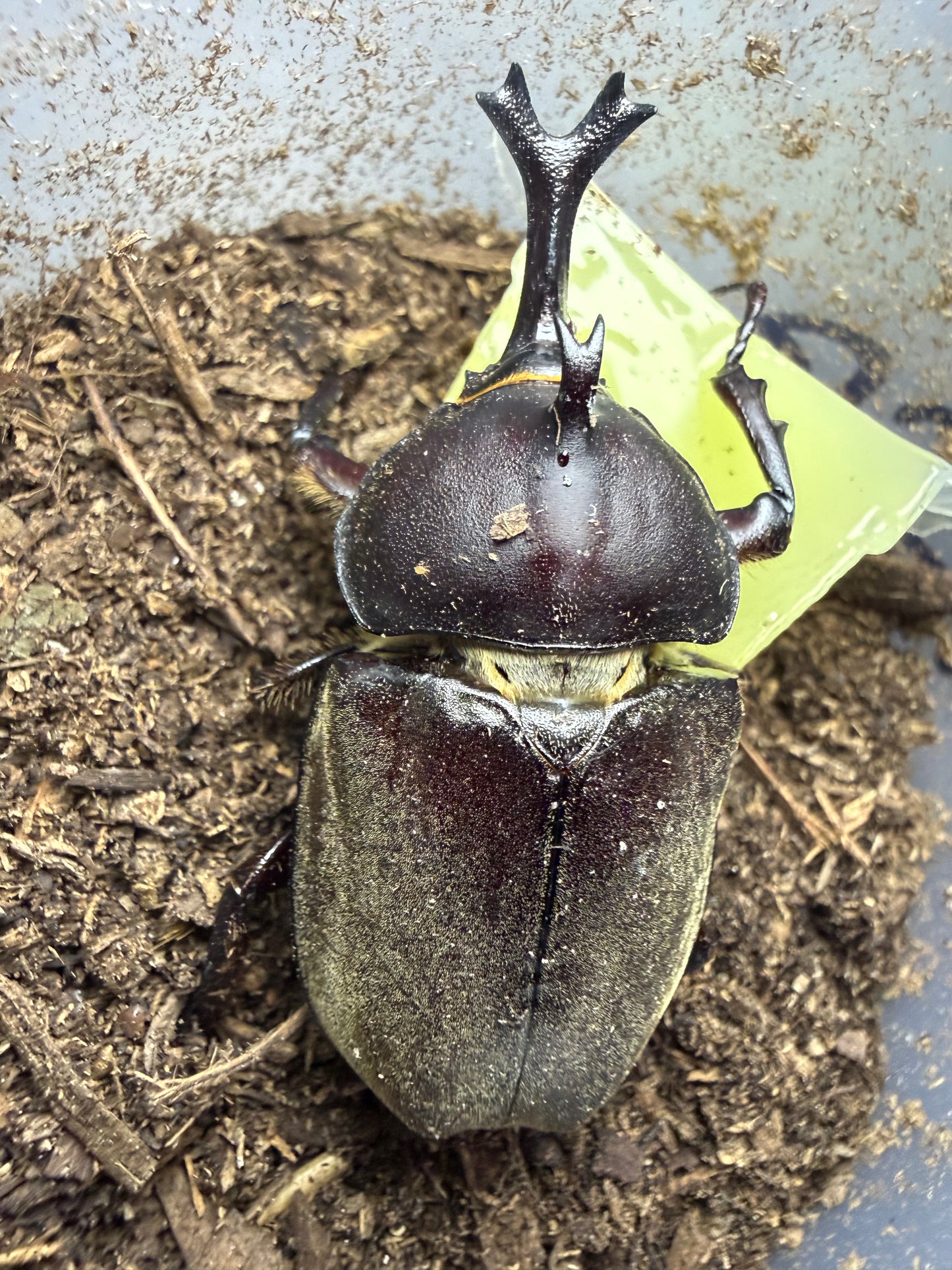 Trypoxylus dichotomus tsunobosonu (Taiwan Rhino Beetle) ADULTS