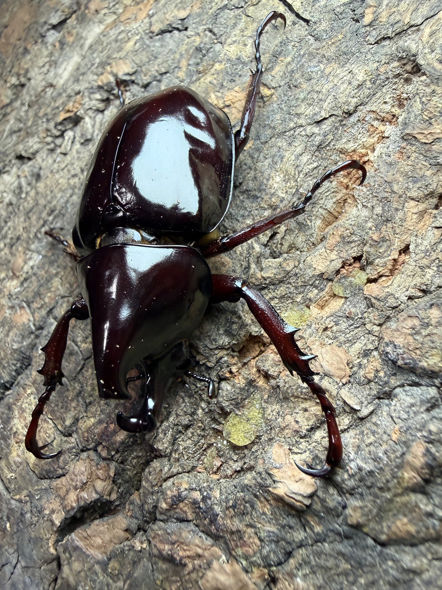 Xylotrupes pachycera Adults