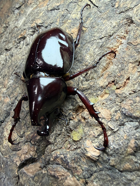 Xylotrupes pachycera Adults