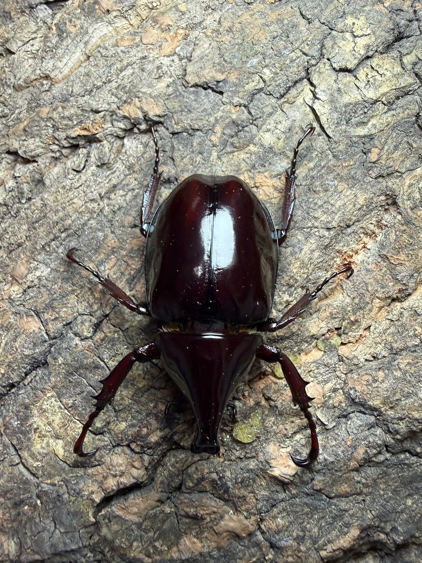 Xylotrupes pachycera Adults