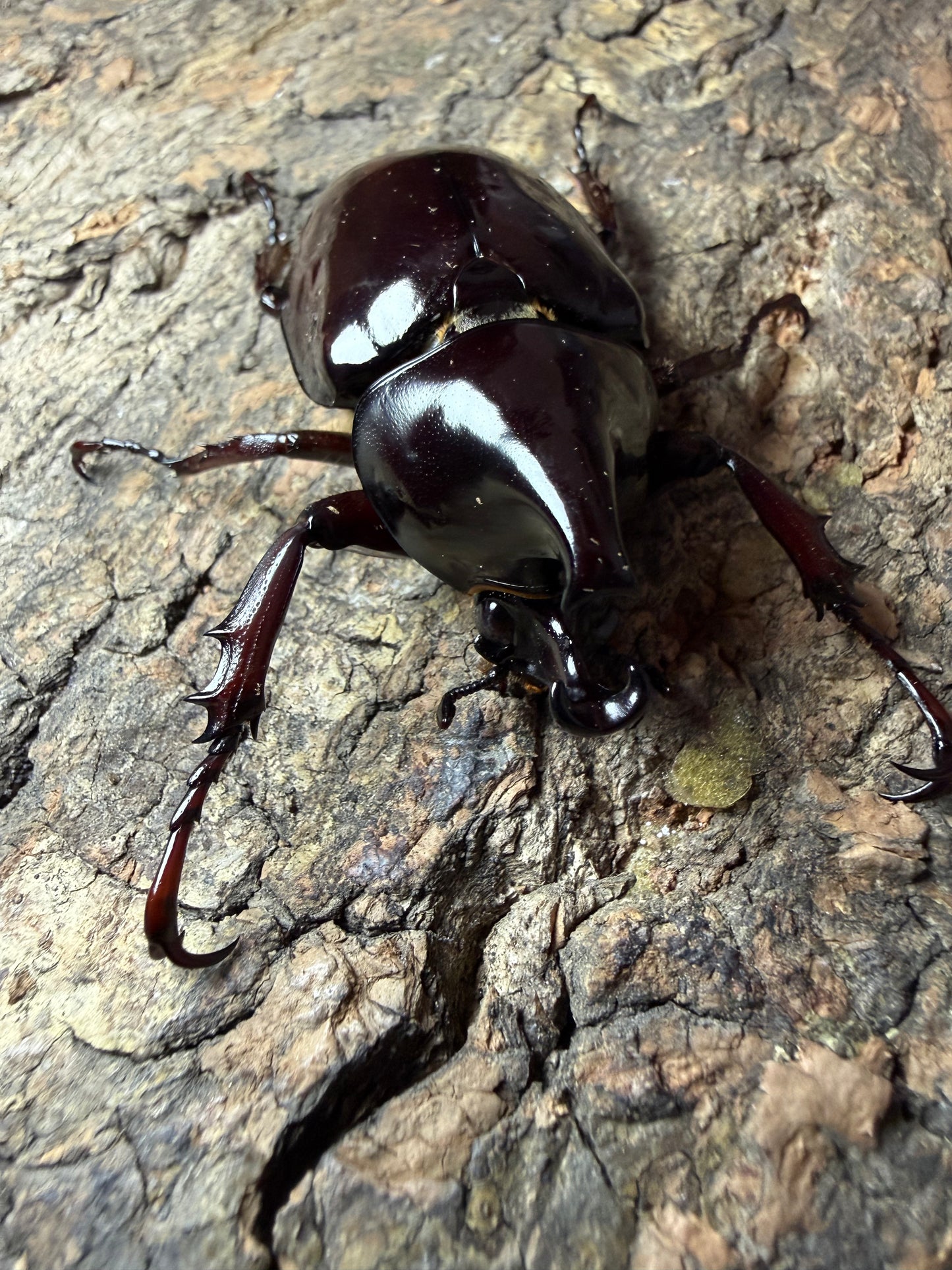 Xylotrupes pachycera Adults