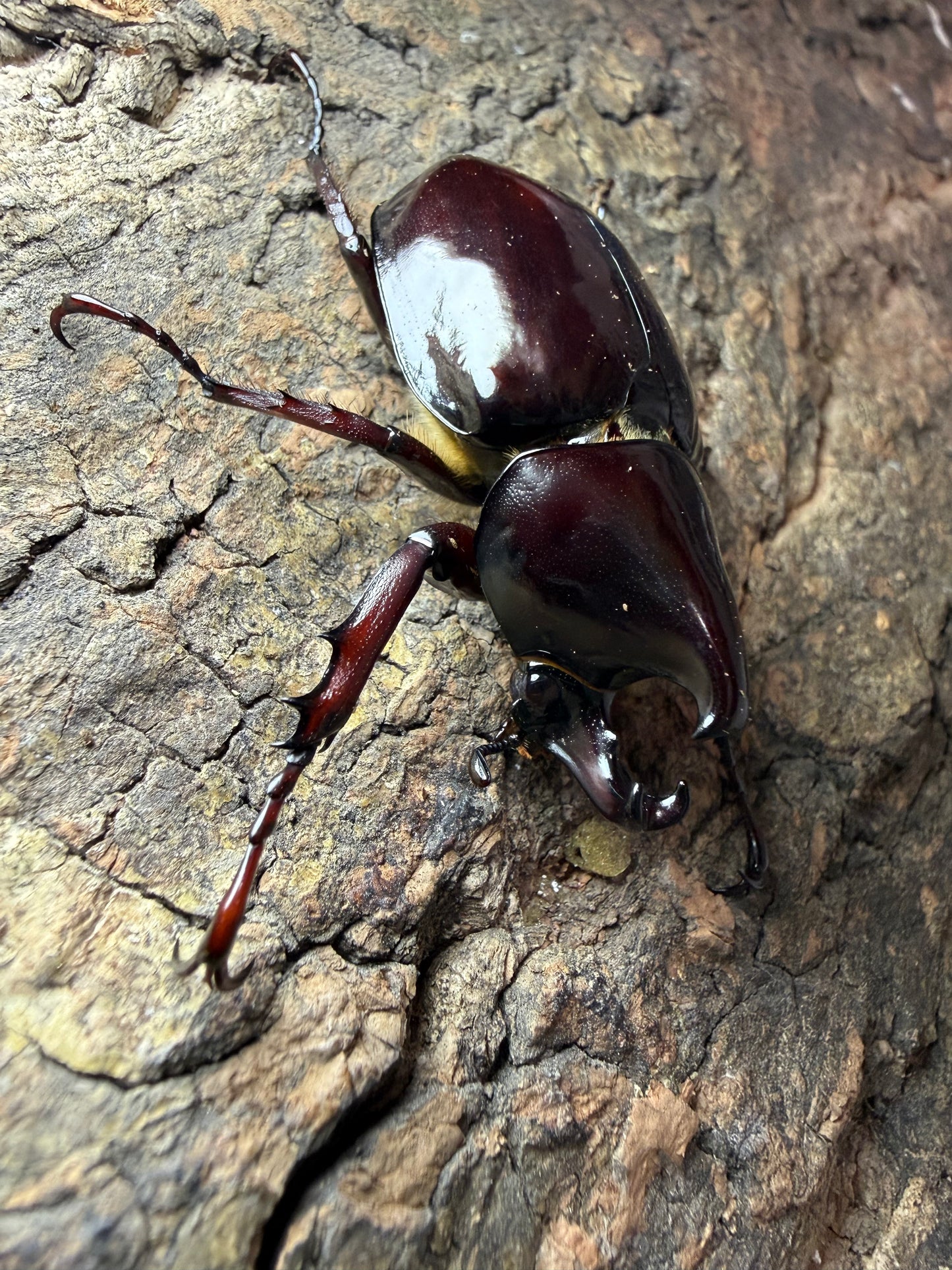 Xylotrupes pachycera Adults