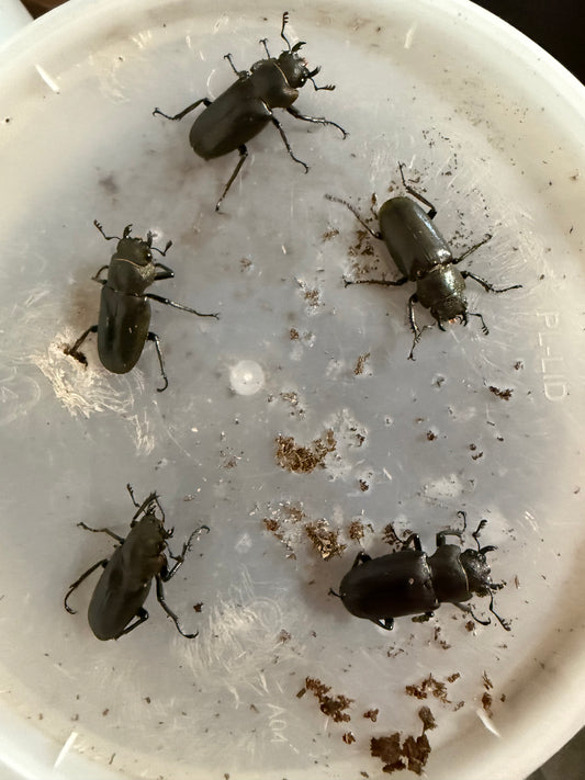 Cyclommatus Metallifer Finae Females Adult