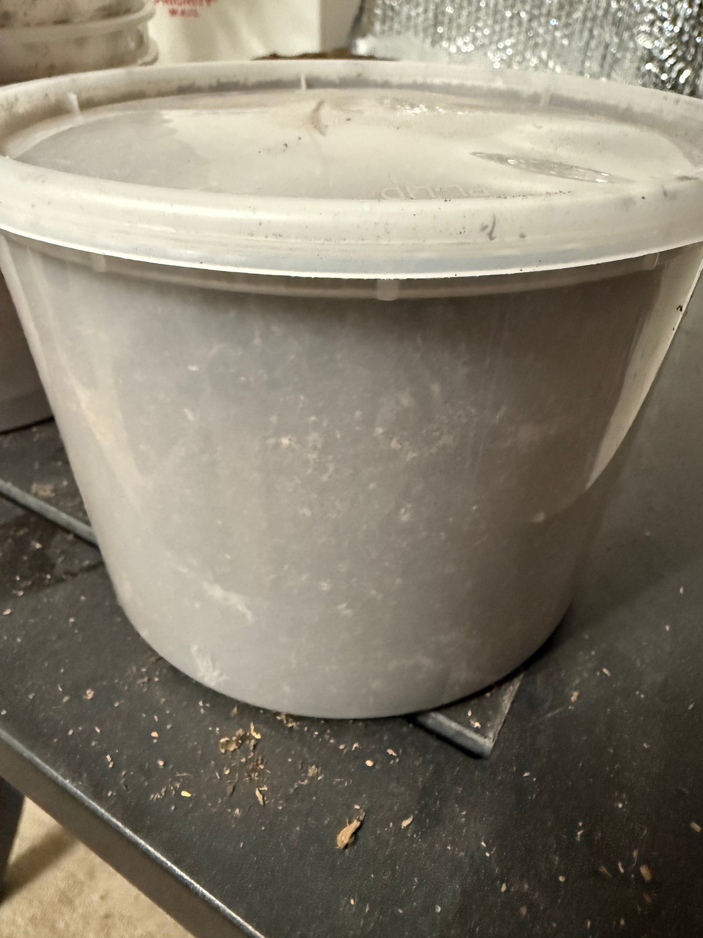 Dynastes Grantii larva (IN 64oz CONTAINER) CAN GROW TO ADULT IN THESE CONTAINERS