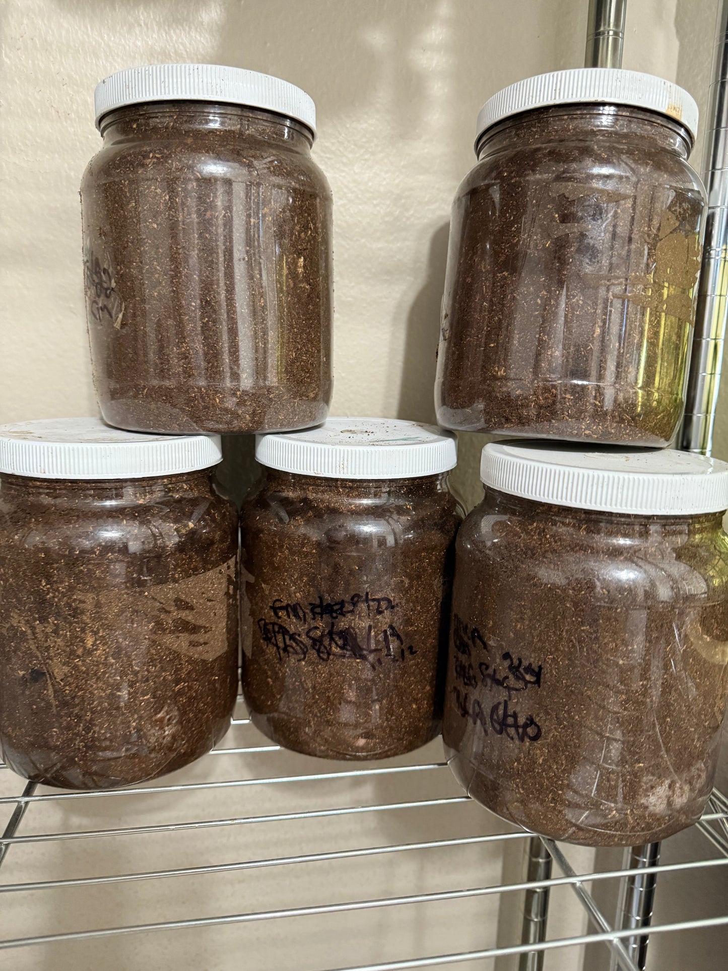Megasoma Elephus in 64oz Containers with Filter