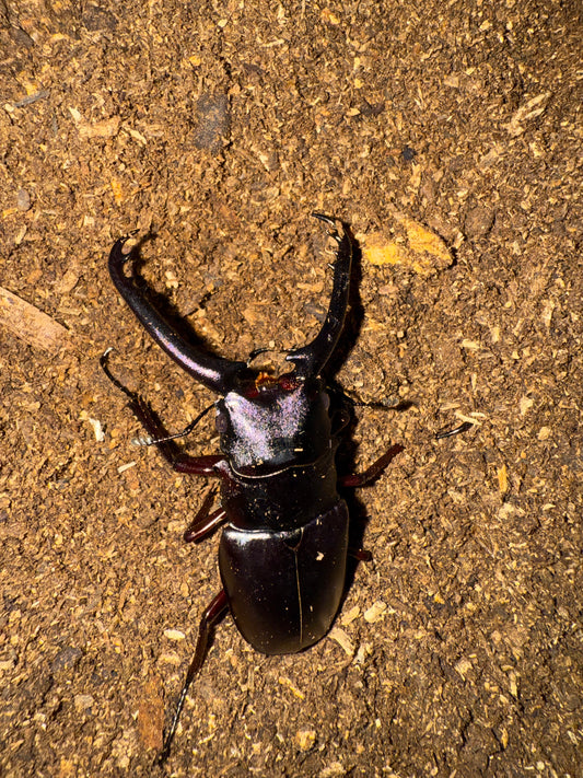 ADULT PGK MALE