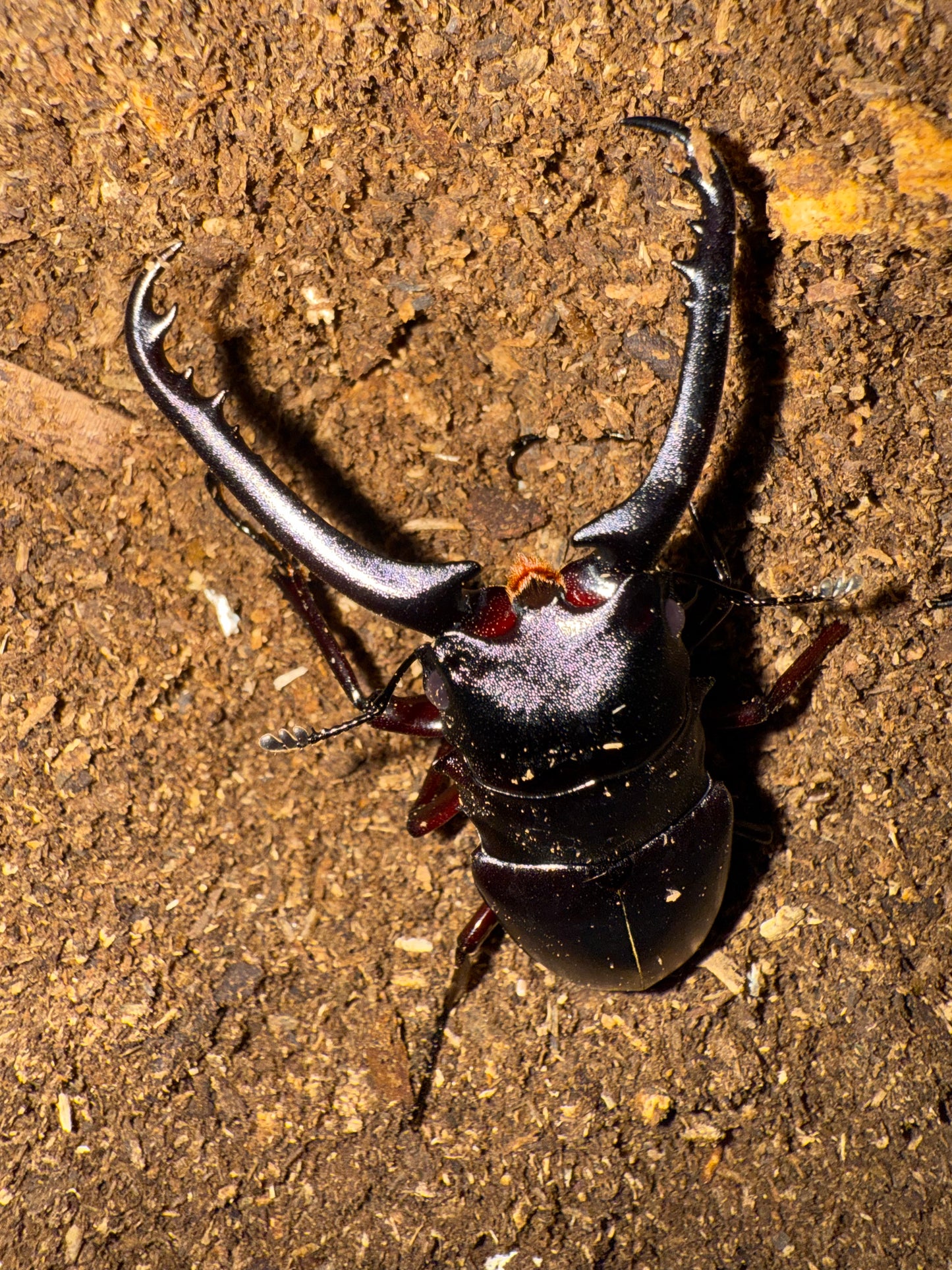 ADULT PGK MALE