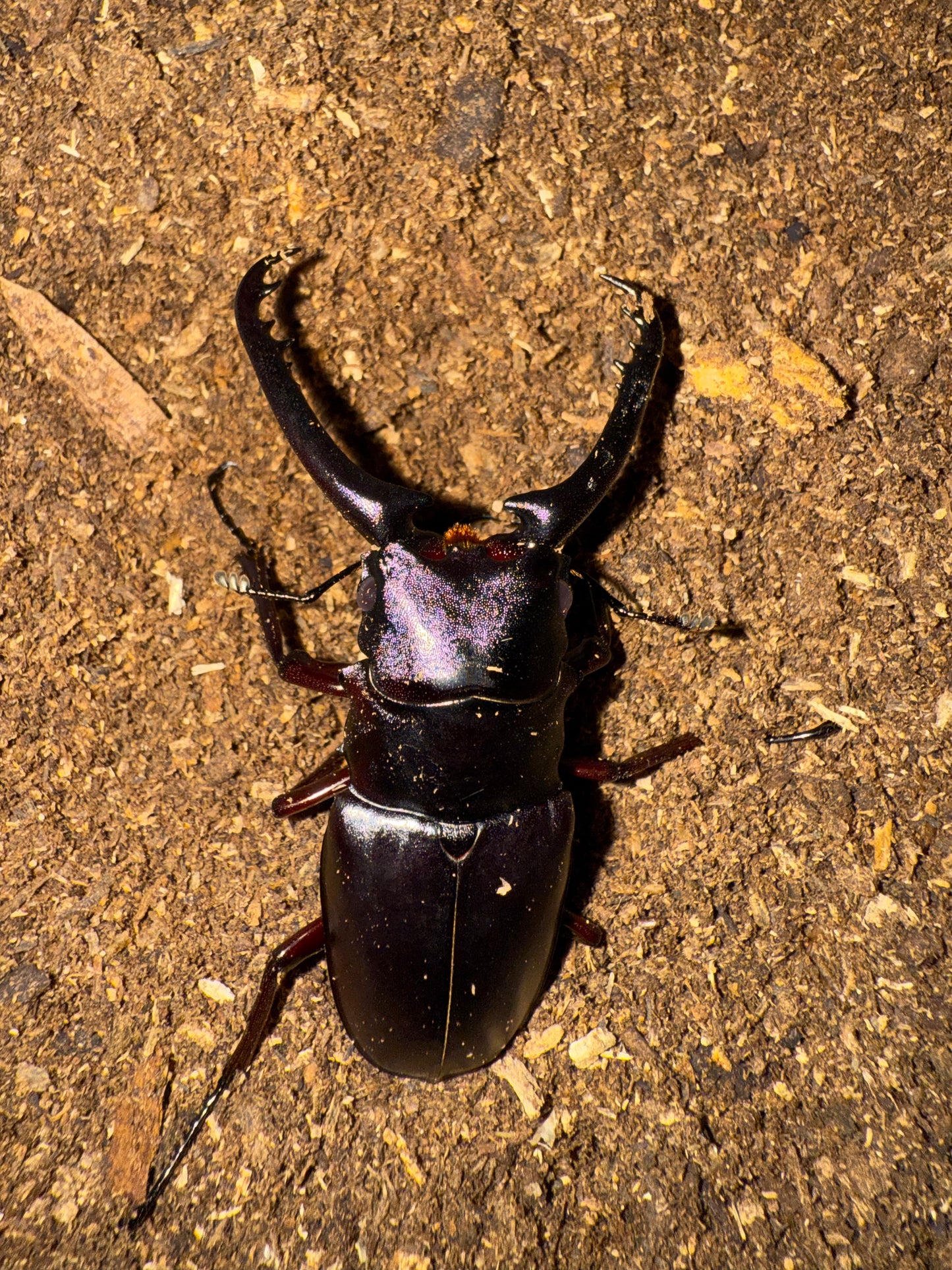 ADULT PGK MALE