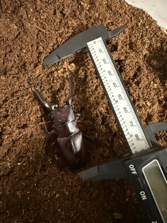 ADULT PGK MALE
