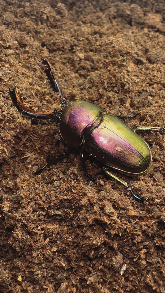 Lamprima aldophinae assorted adult pair